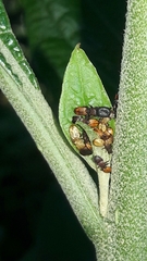 Cephalotes pallens