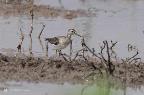 Wood Sandpiper