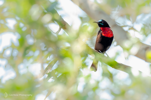 Scarlet-chested Sunbird