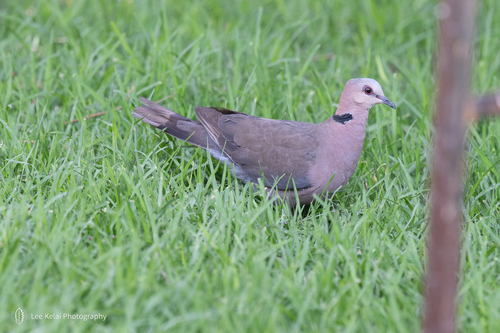 Red-eyed Dove