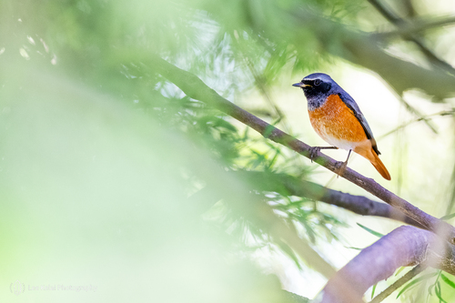 Common Redstart
