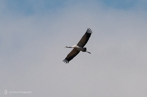 Common Crane