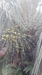 Butia odorata