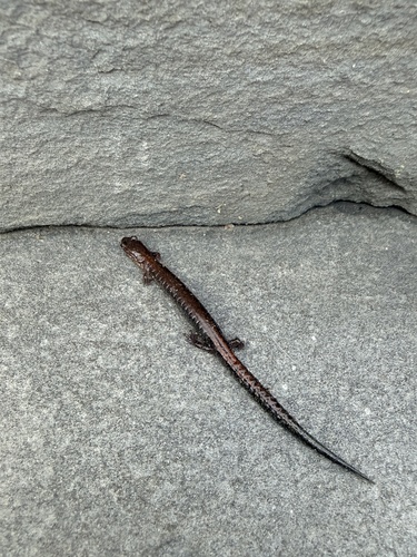 Eastern Red-backed Salamander observed by busch_laura