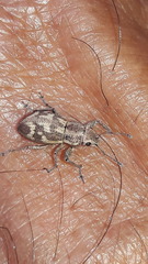 Parapantomorus fluctuosus