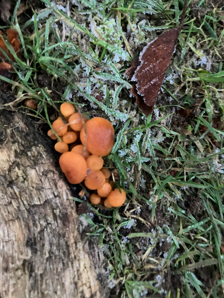 Hypholoma fasciculare · January 2026 · photo: © acanthephyra (iNaturalist, cc0)