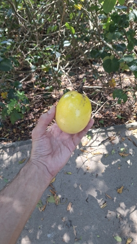 Maracujá