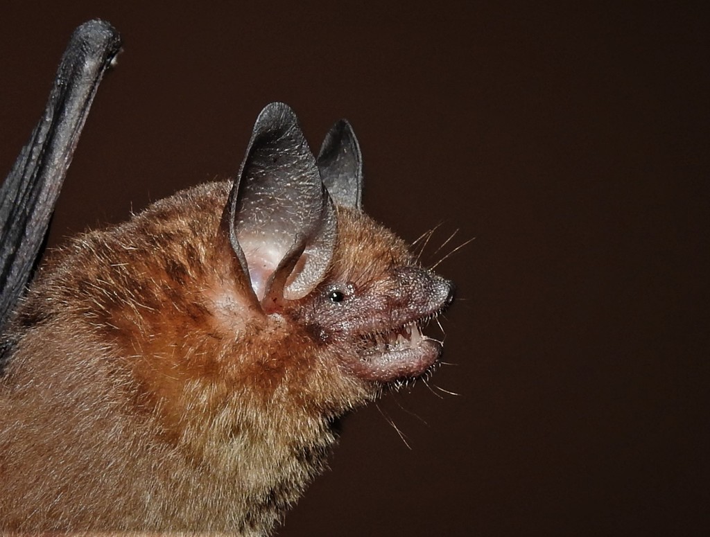 Menchu's Little Yellow Bat