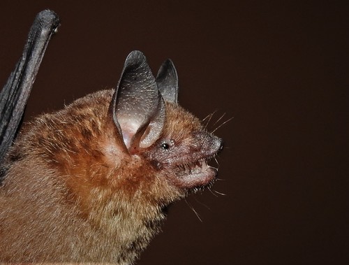 Menchu's Little Yellow Bat (Rhogeessa menchuae) — Data Deficient Mammalia