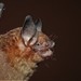 Menchu's Little Yellow Bat - Photo (c) delmer jonathan, some rights reserved (CC BY-NC), uploaded by delmer jonathan