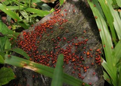 Insecta