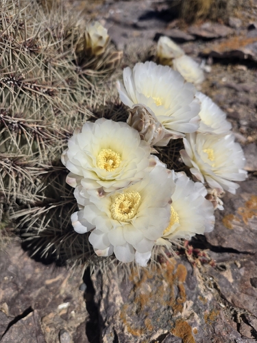 Gymnocalycium gibbosum
