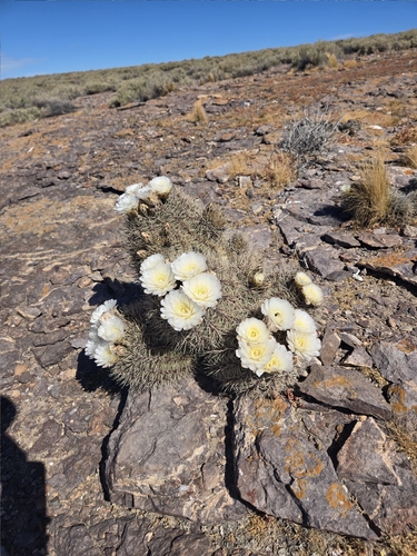 Gymnocalycium gibbosum