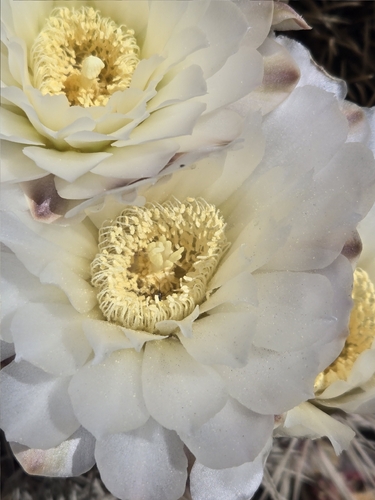 Gymnocalycium gibbosum