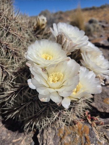 Gymnocalycium gibbosum