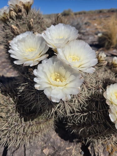 Gymnocalycium gibbosum