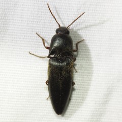 Diplostethus opacicollis