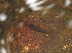 Caridina