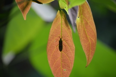 Homoeocerus bipunctatus