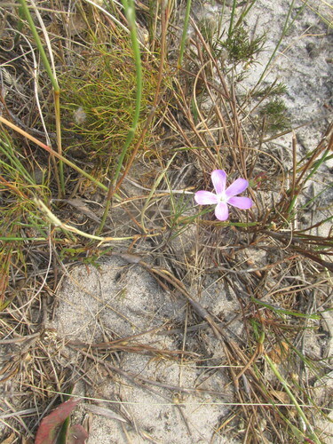 White Pink (Dianthus albens)