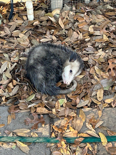 Virginia Opossum observed by emerysadkin