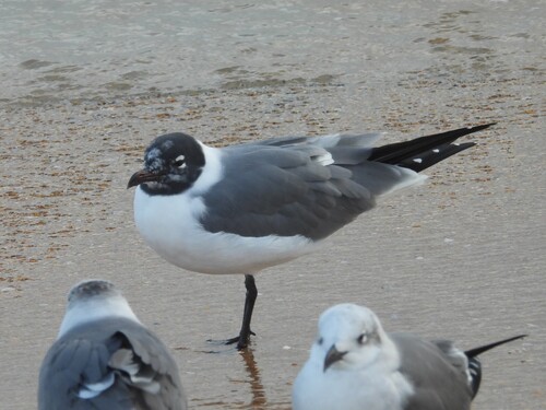 Laughing Gull observed by bill-blauvelt
