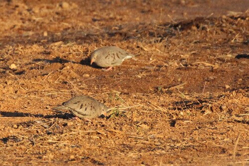 Common Ground Dove observed by swampster