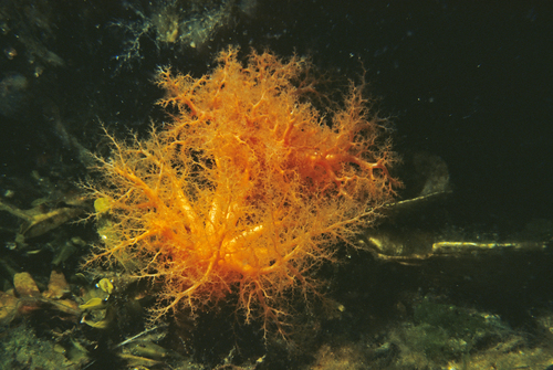 Orange Sea Cucumber, photo 5 of 10