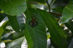 Pseudomictis distinctus