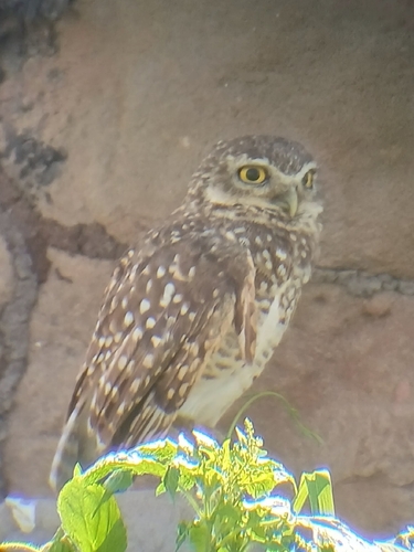 Coruja-Buraqueira observed by ribamarante