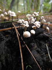 Poronia pileiformis