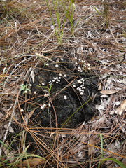 Poronia pileiformis