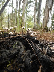 Poronia pileiformis