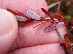 Vaccinium macrocarpon