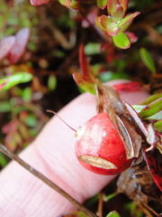 Vaccinium macrocarpon