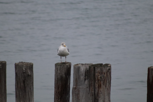 American Herring Gull observed by mydoglikescheese87
