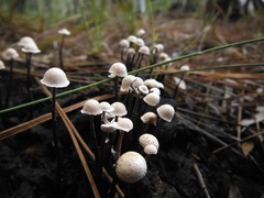 Poronia pileiformis