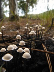 Poronia pileiformis