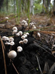 Poronia pileiformis