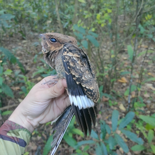Pauraque (Nyctidromus albicollis), photo 6