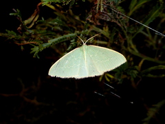 Chlorocoma melocrossa