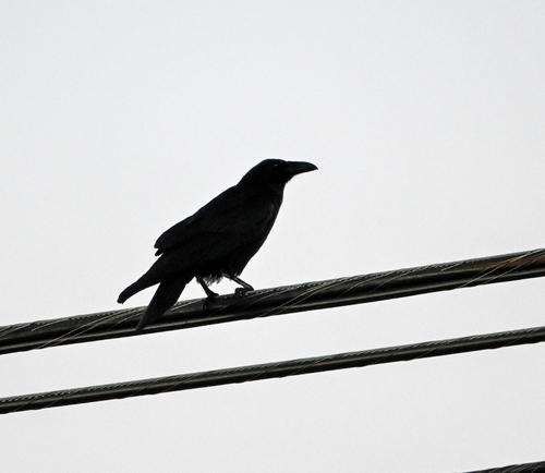 Common Raven observed by boazsolorio