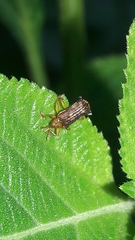 Uroplata fulvopustulata