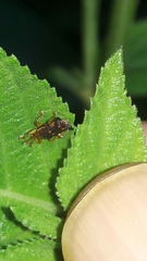 Uroplata fulvopustulata