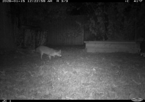 Gray Fox observed by jcochran706