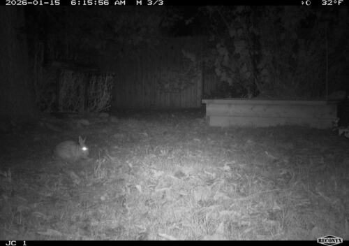 Eastern Cottontail observed by jcochran706