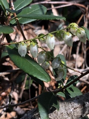 Pieris phillyreifolia