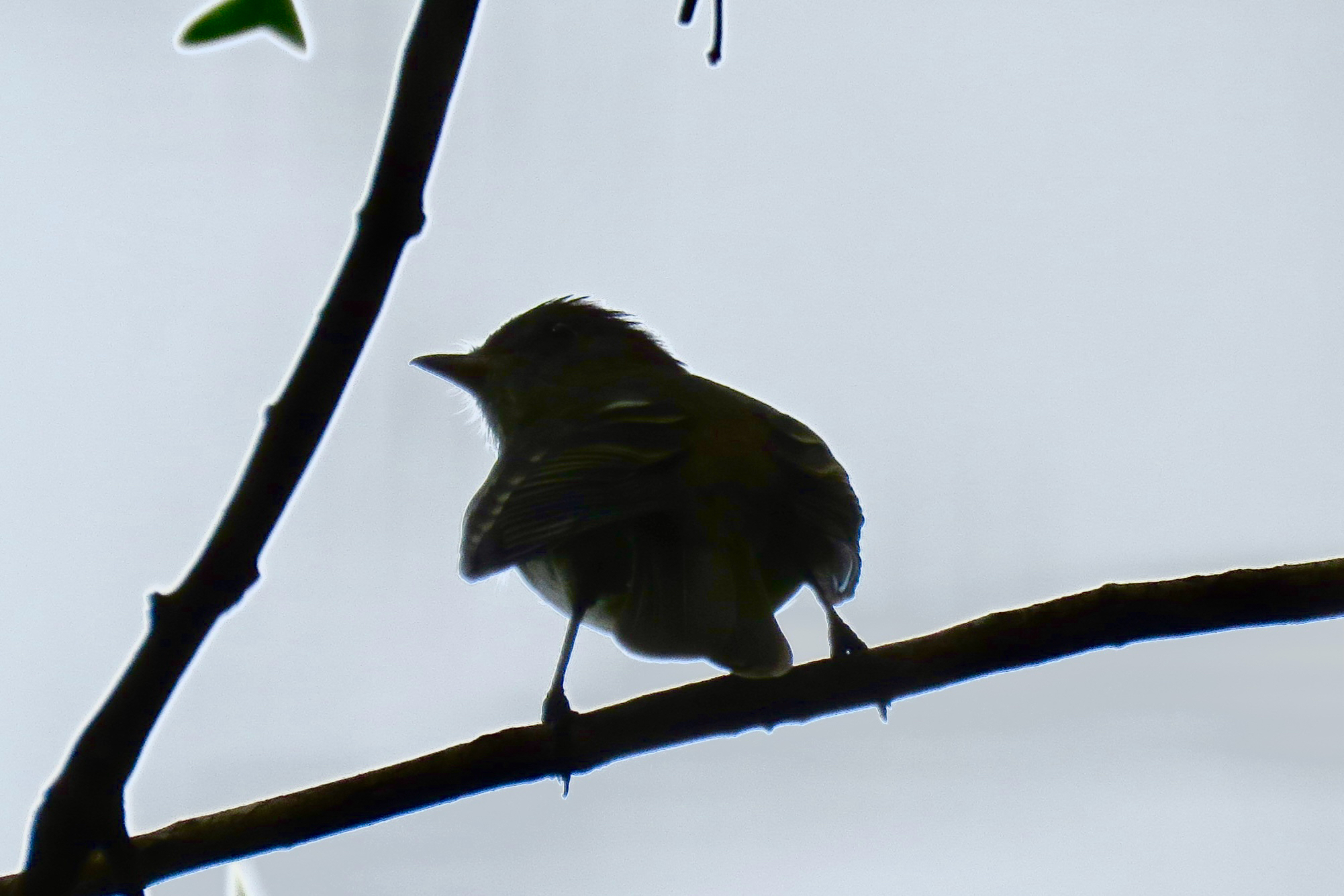 Caribbean Elaenia (Elaenia martinica), photo 1