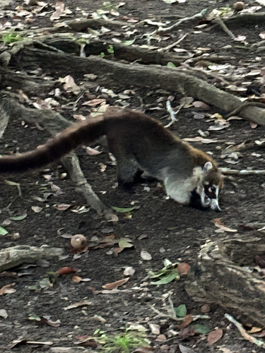 White-nosed Coati observed by watersara