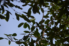 Psilopogon duvaucelii